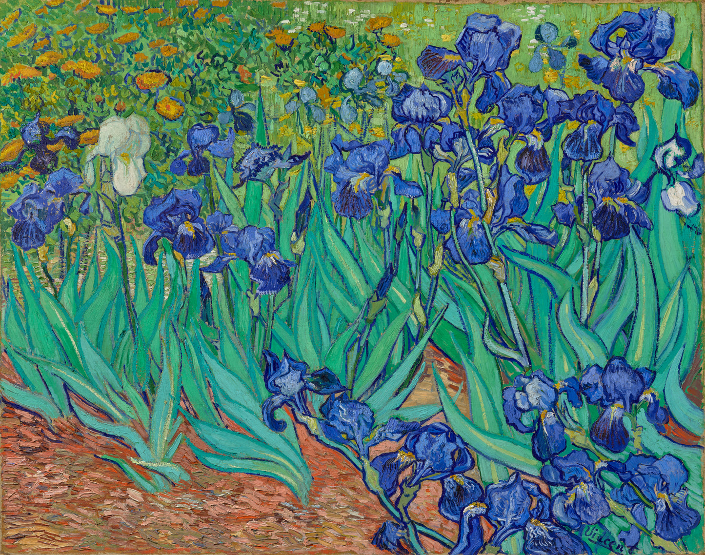 Irises by Vincent van Gogh, 1889