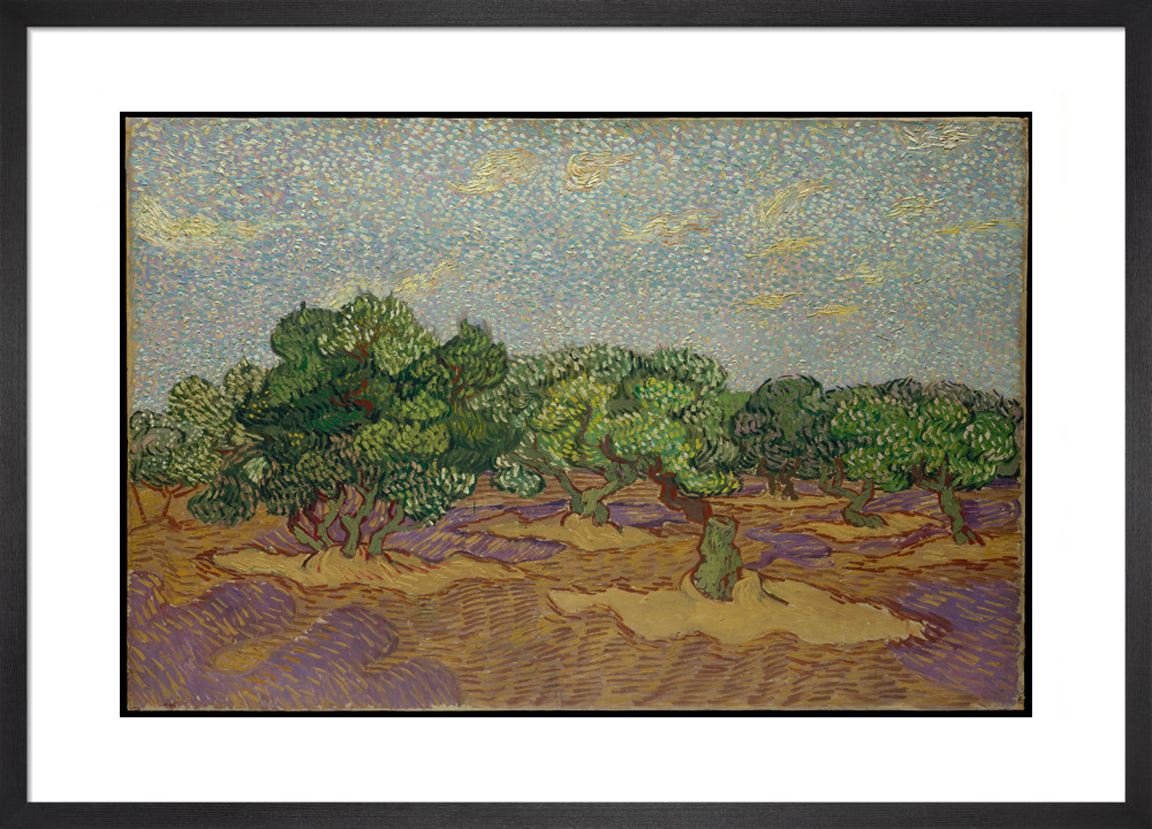 Olive Grove By Vincent van Gogh