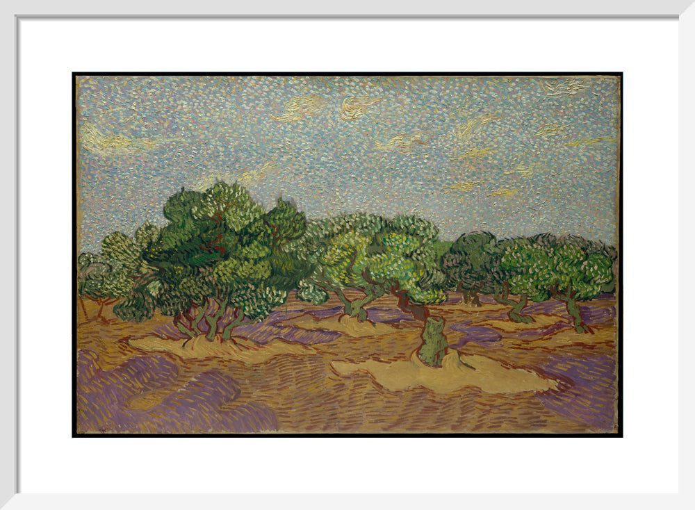 Olive Grove By Vincent van Gogh