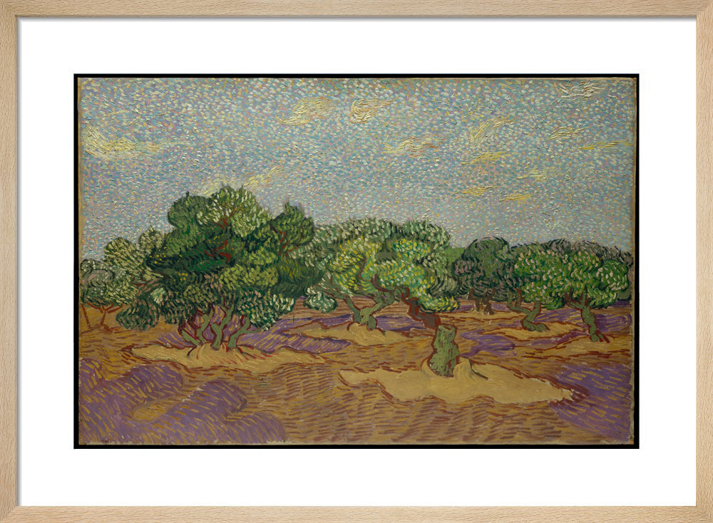 Olive Grove By Vincent van Gogh